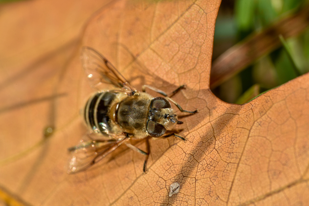 protecting beneficial insects during fall cleanup