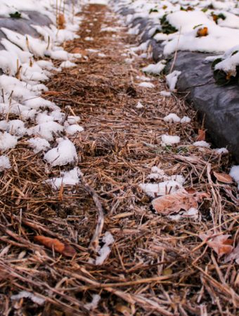 winter mulch depth