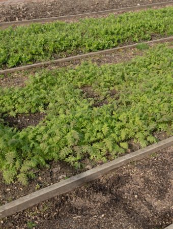 winter cover crops