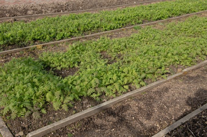 winter cover crops