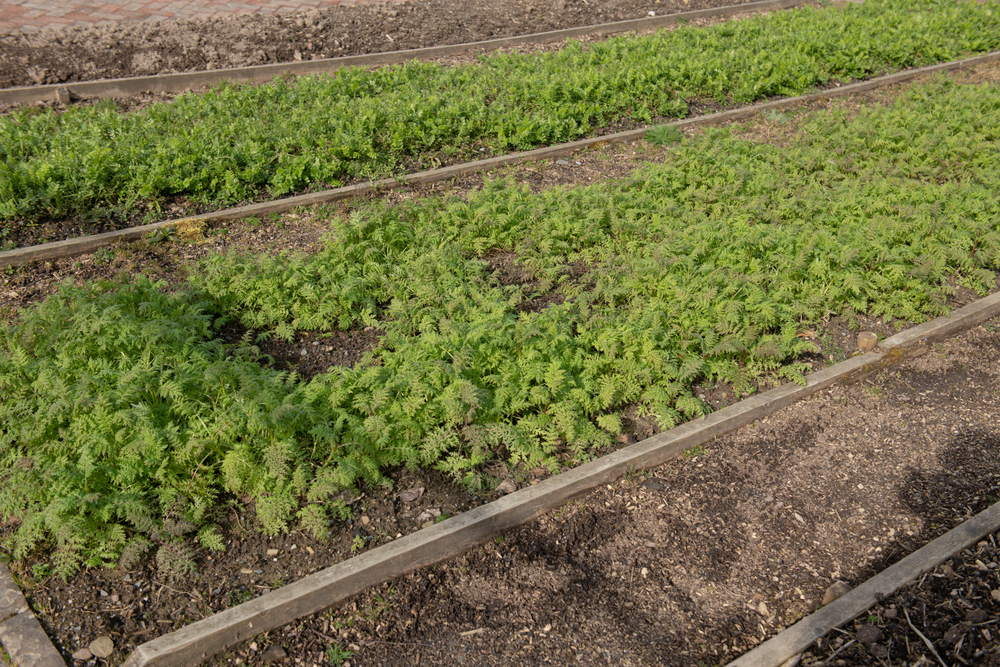 winter cover crops