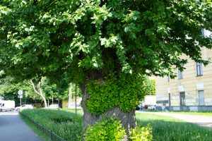 Tree planting mistakes