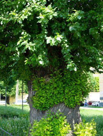 Tree planting mistakes
