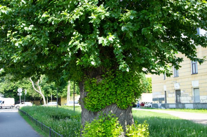 Tree planting mistakes