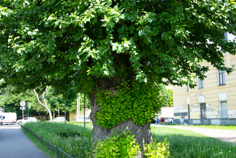 Tree planting mistakes