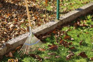 neighbor's tree leaves in your yard