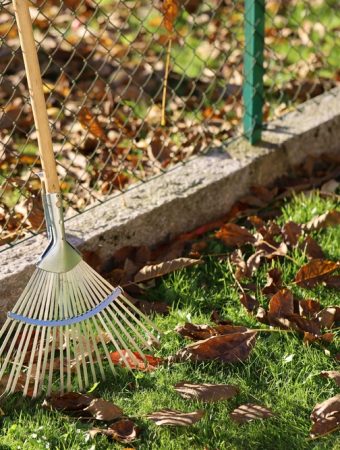 neighbor's tree leaves in your yard