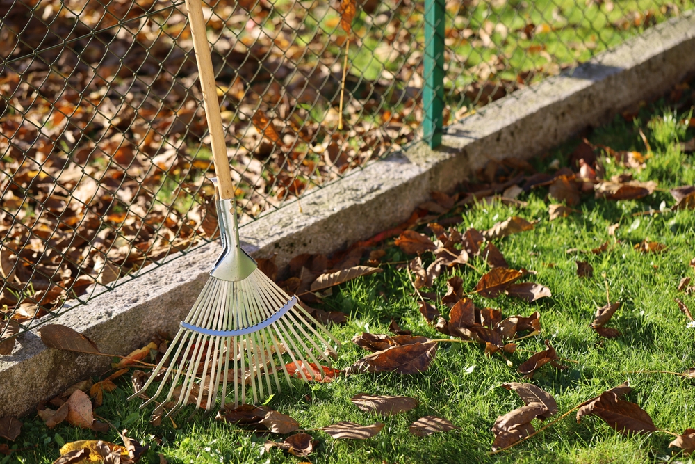 neighbor's tree leaves in your yard