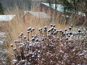 leaving perennials standing in winter