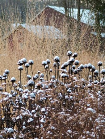 leaving perennials standing in winter