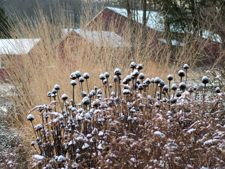 leaving perennials standing in winter