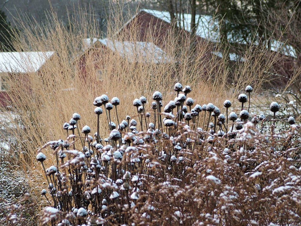 leaving perennials standing in winter