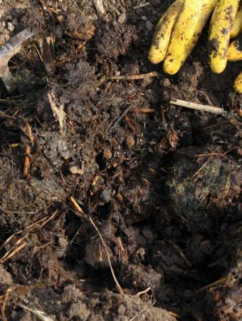 Aged manure in the garden