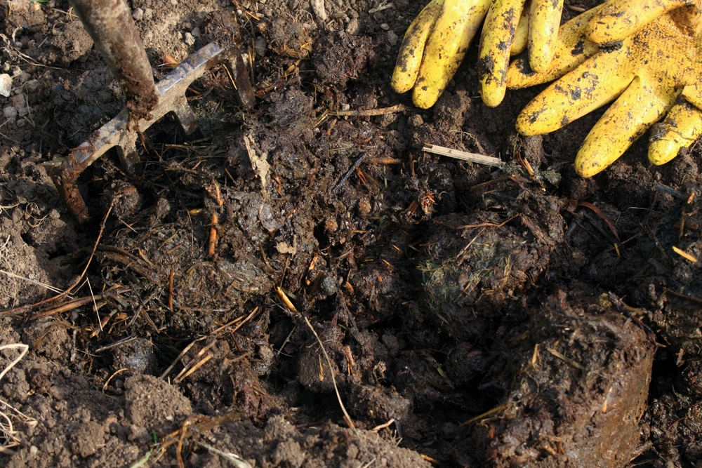 Aged manure in the garden