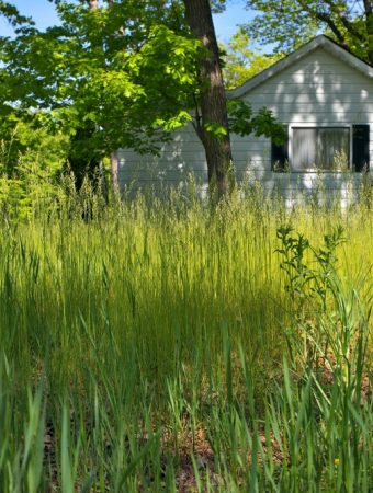 Overgrown lawn laws