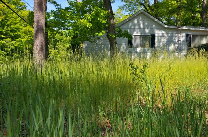Overgrown lawn laws