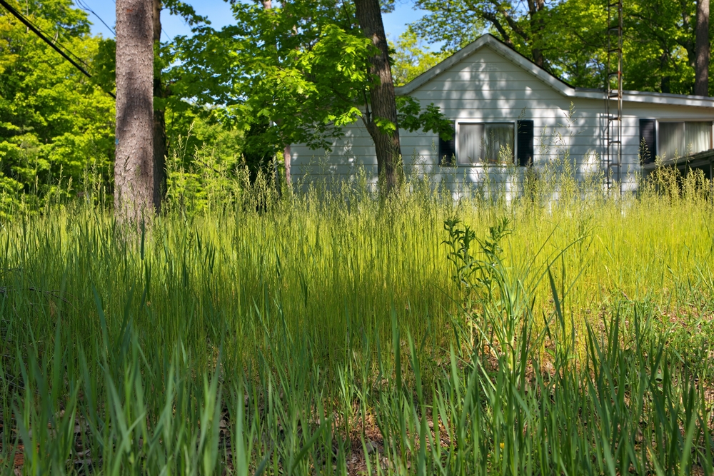 Overgrown lawn laws