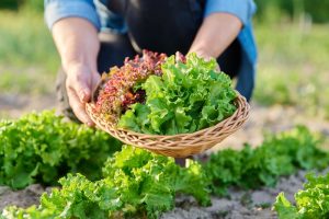 How to plant lettuce for a late fall harvest