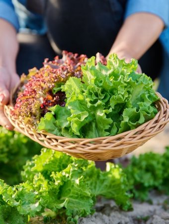 How to plant lettuce for a late fall harvest