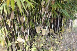 Running bamboo