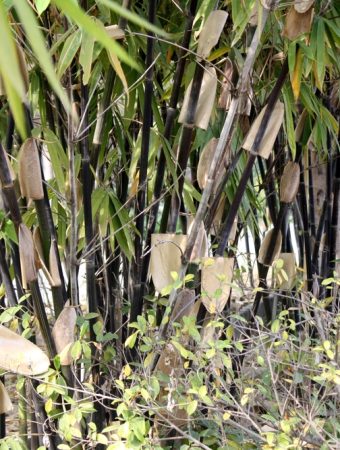 Running bamboo