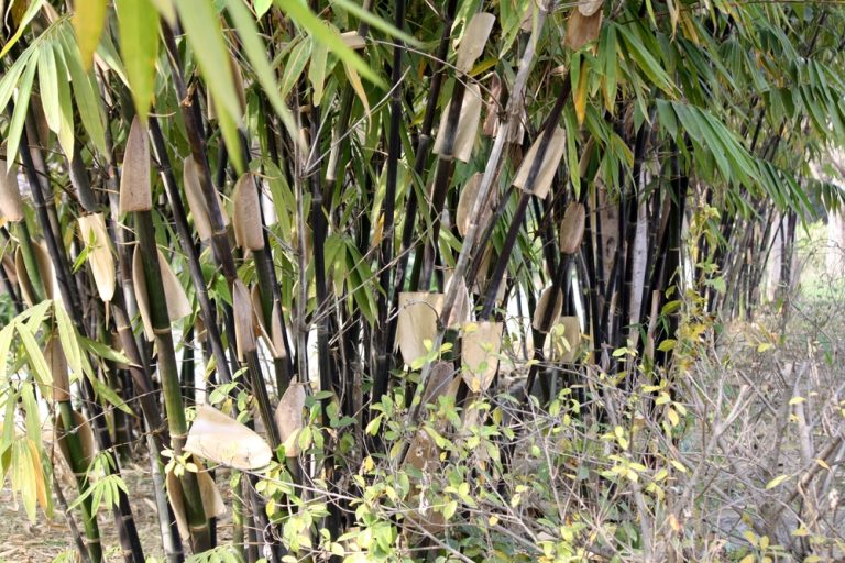 Running bamboo