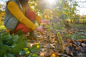 How to thin fall seedlings