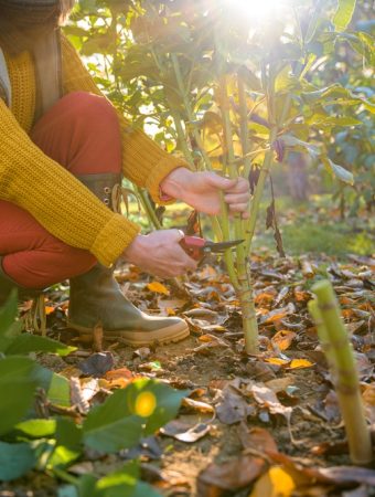 How to thin fall seedlings