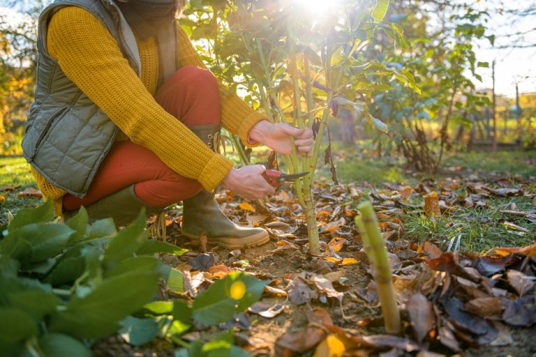How to thin fall seedlings