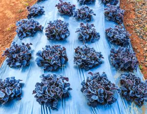 Using plastic sheeting for frost protection