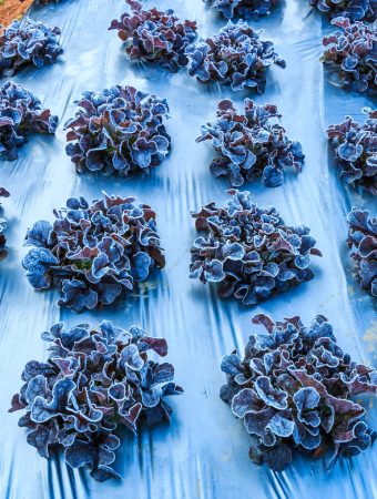 Using plastic sheeting for frost protection