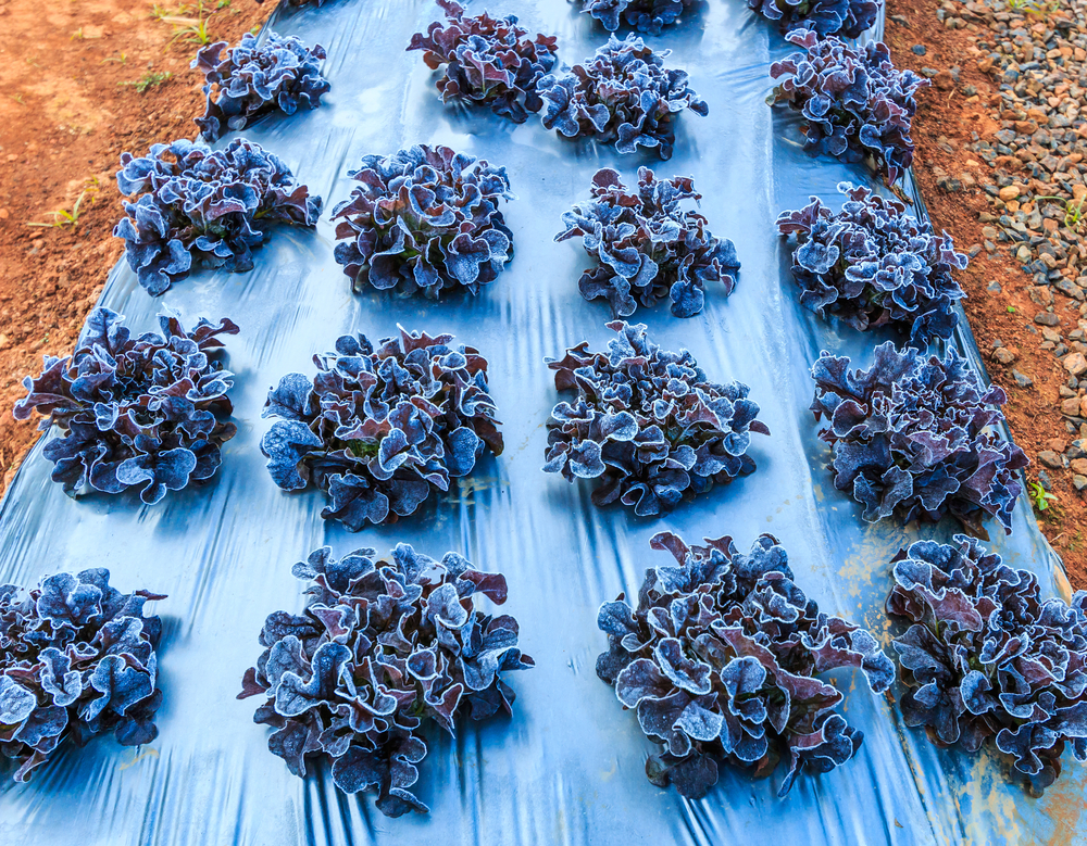 Using plastic sheeting for frost protection