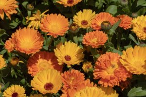 self-seeding annuals