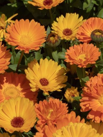 self-seeding annuals