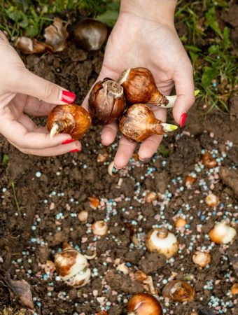 spring-blooming bulbs