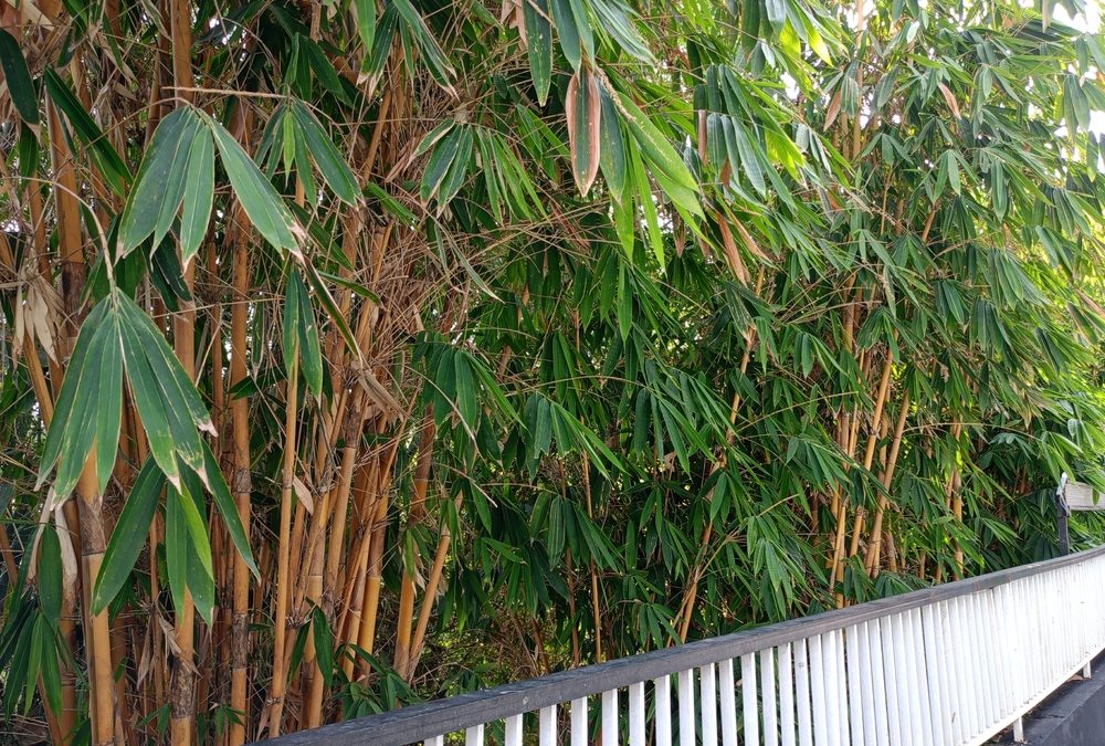 neighbor's bamboo spreading into your yard