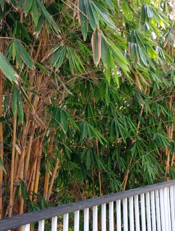 neighbor's bamboo spreading into your yard
