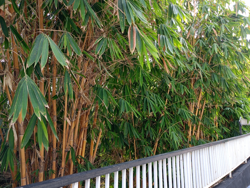 neighbor's bamboo spreading into your yard