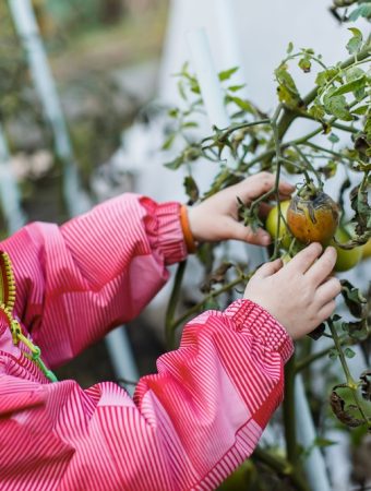 When to harvest tomatoes before frost