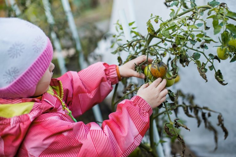 When to harvest tomatoes before frost