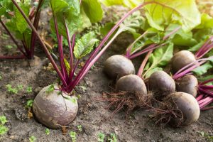 Growing beets in fall
