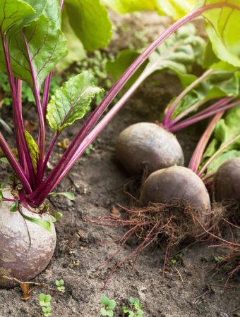 Growing beets in fall