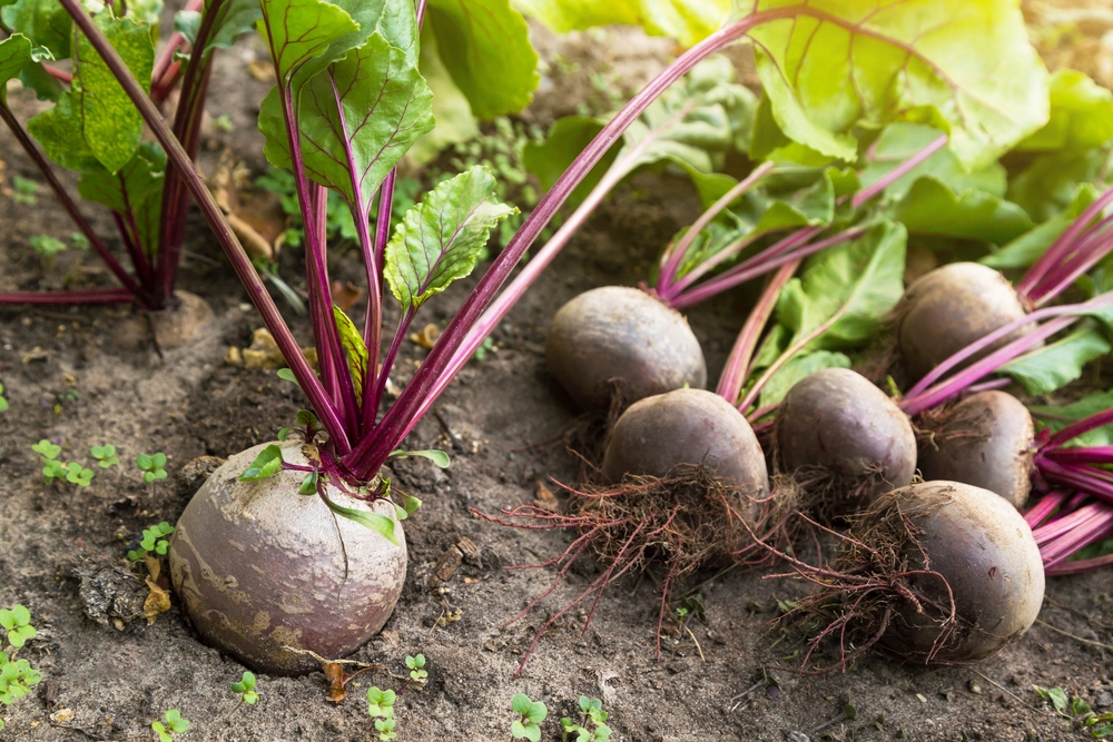 Growing beets in fall