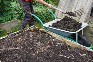 Fresh manure in garden beds