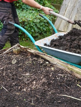 Fresh manure in garden beds