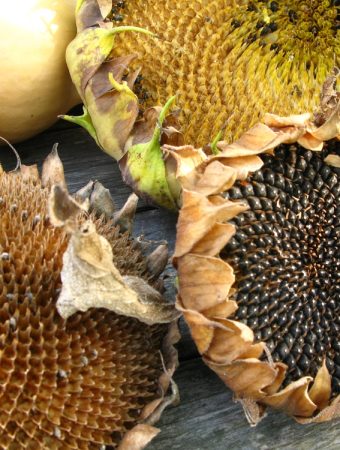 how to dry sunflower heads