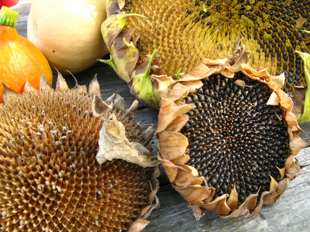 how to dry sunflower heads