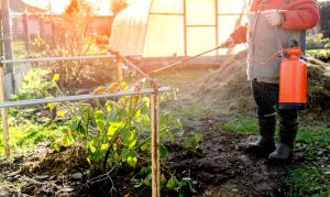 Homemade weed killer