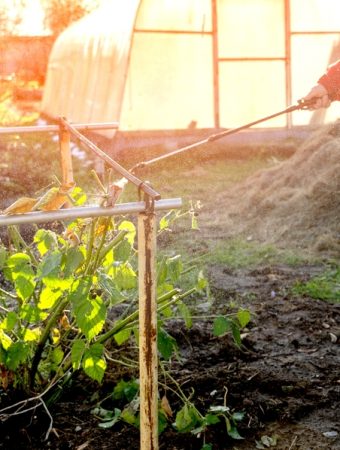 Homemade weed killer