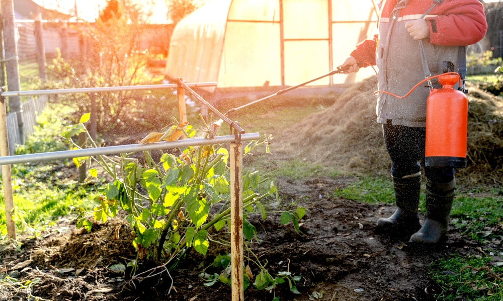 Homemade weed killer